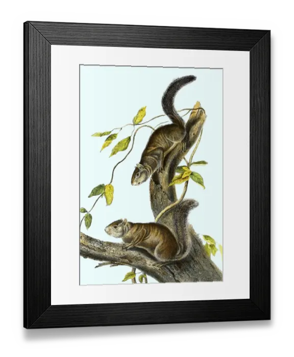 Framed Print : Ollie squirrel (Sciurus colliaei)