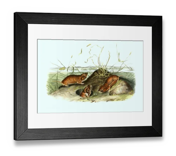 Framed Print : Lesser hamster-rat (Beamys hindei)