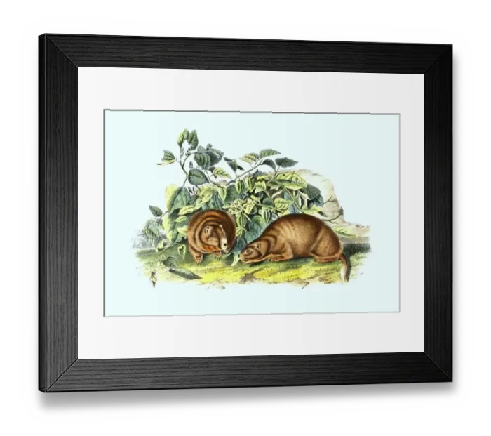 Framed Print : Gunnison's prairie dog (Cynomys gunnisoni)