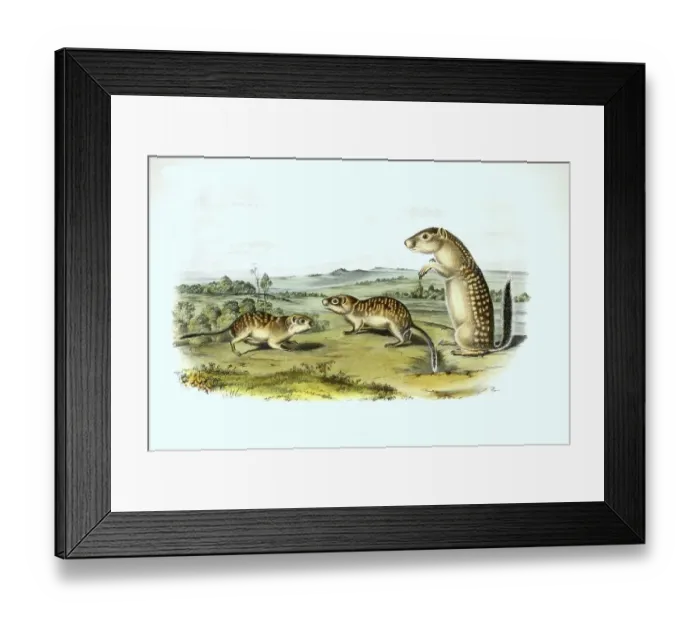 Framed Print : Mexican ground squirrels (Spermophilus mexicanus)
