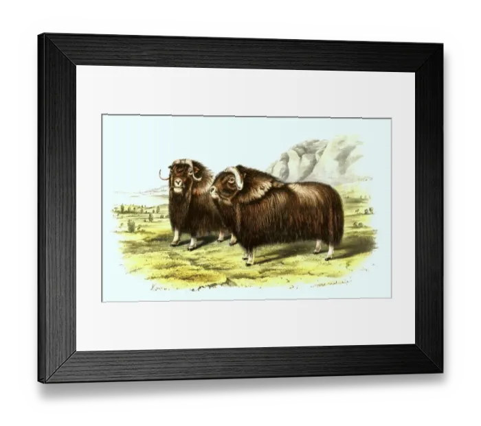 Framed Print : Musk ox (Ovibos moschatus), also known as musk ox or sheep ox