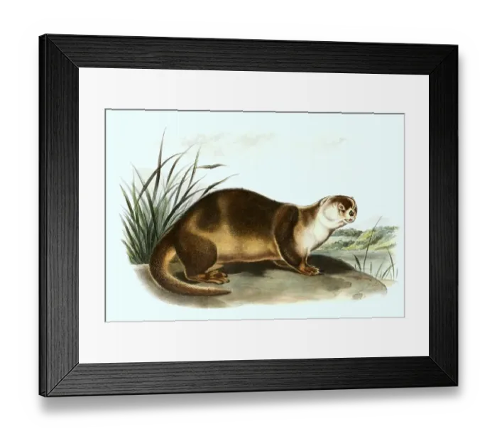Framed Print : North American otter (Lontra canadensis)