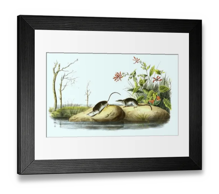 Framed Print : Swamp shrew, Sorex bendirii, also known as Pacific water shrew