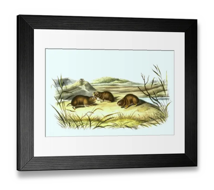 Framed Print : Meadow vole (Microtus pennsylvanicus)