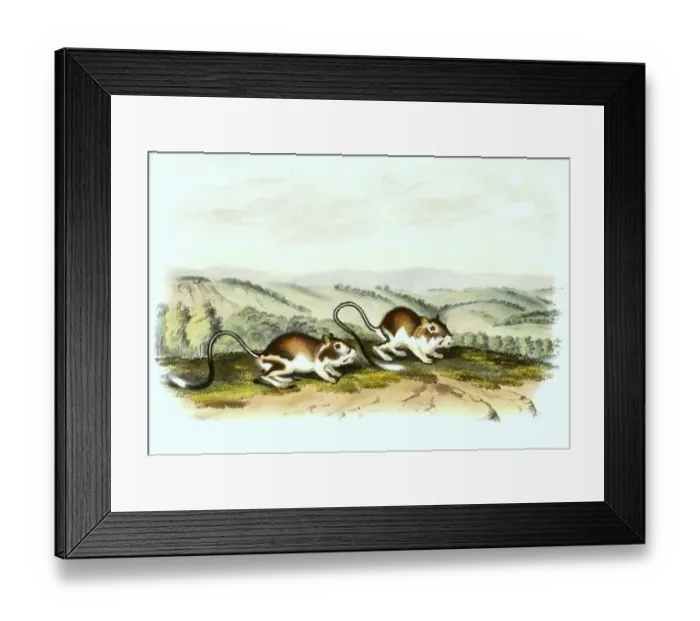 Framed Print : Jumping mouse, digitally restored reproduction of an original from the 19th century Framed Print : Jumping mouse, digitally restored reproduction of an original from the 19th century
