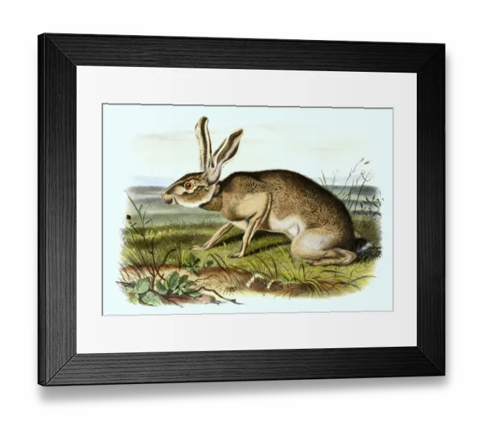 Framed Print : Texan donkey hare, also called black-tailed jackrabbit (Lepus californicus)