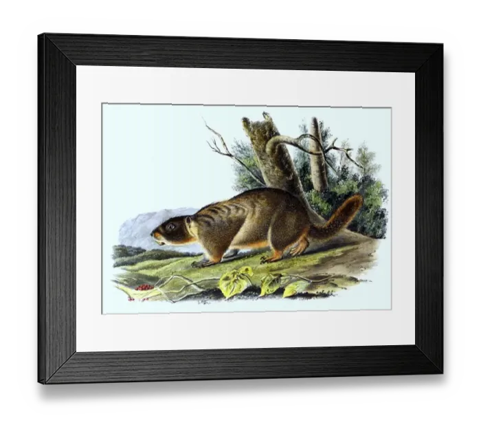 Framed Print : Yellow-bellied marmot (Marmota flaviventris)