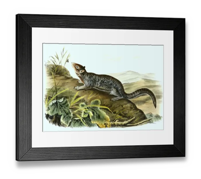 Framed Print : European ground squirrels (Spermophilus citellus) Framed Print : European ground squirrels (Spermophilus citellus)