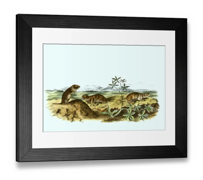 Framed Print : Water voles, Arvicola, are a genus of voles