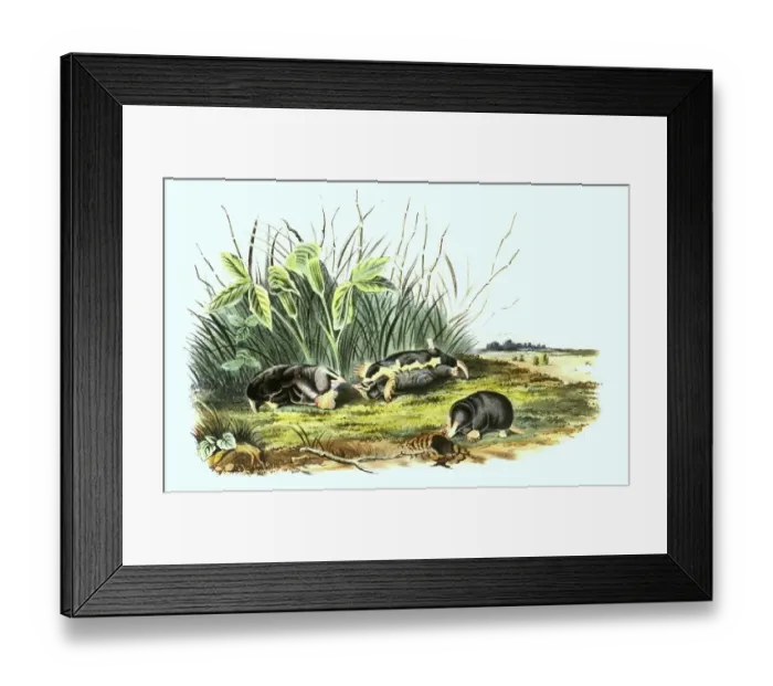 Framed Print : American shrew mole (Neurotrichus gibbsii) Framed Print : American shrew mole (Neurotrichus gibbsii)