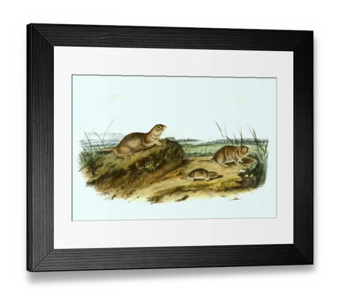 Framed Print : Meadow mouse, digitally restored reproduction of an original from the 19th century Framed Print : Meadow mouse, digitally restored reproduction of an original from the 19th century