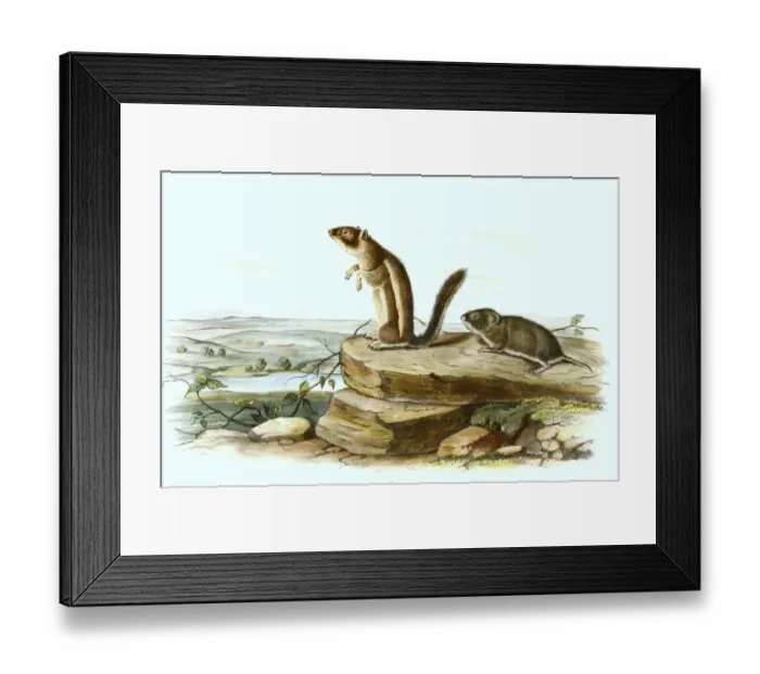 Framed Print : Harris's antelope squirrel (Ammospermophilus harrisii) and California vole