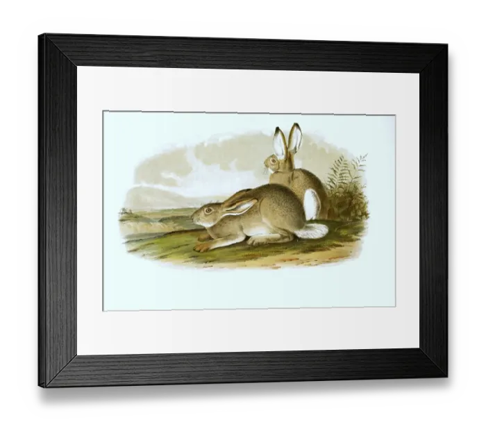 Framed Print : Mountain hare (Lepus timidus), in summer coat Framed Print : Mountain hare (Lepus timidus), in summer coat