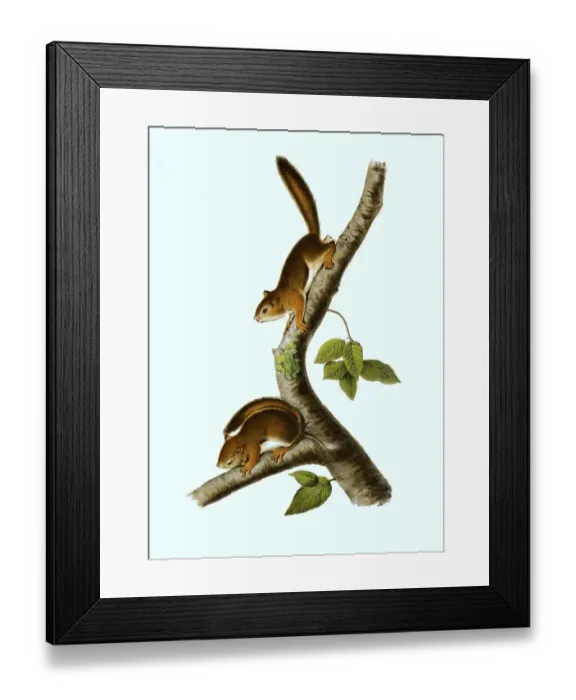 Framed Print : Columbian ground squirrel (Spermophilus columbianus) syn