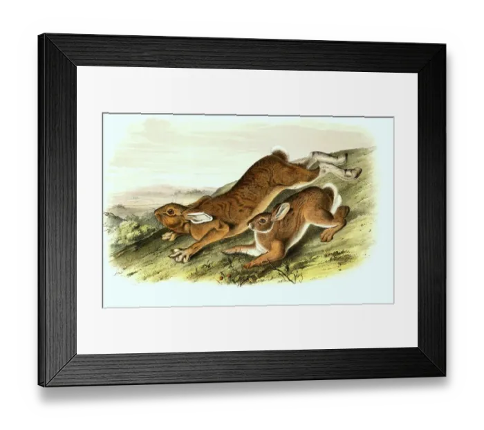 Framed Print : Arctic hare (Lepus arcticus) in summer coat Framed Print : Arctic hare (Lepus arcticus) in summer coat