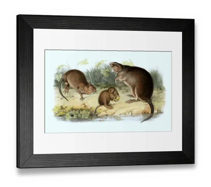 Framed Print : Muskrat (Ondatra zibethicus), or the muskrat Framed Print : Muskrat (Ondatra zibethicus), or the muskrat