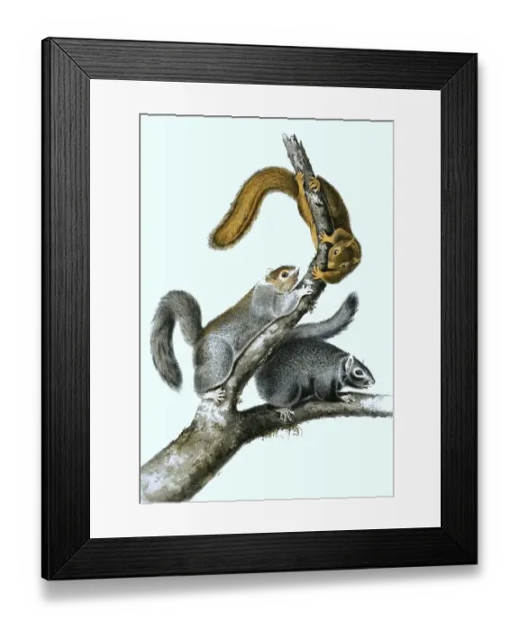 Framed Print : Black giant squirrel (Ratufa bicolor)