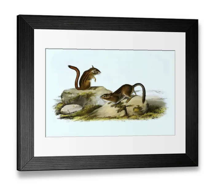 Framed Print : Gopher, Histoic, digitally restored reproduction of an original from the 19th century