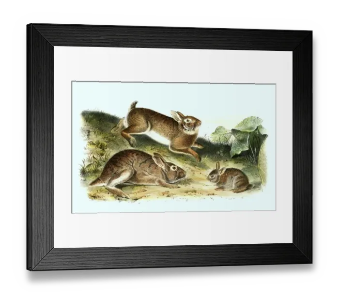 Framed Print : Grey hare, histoic, digitally restored reproduction of an original from the 19th century