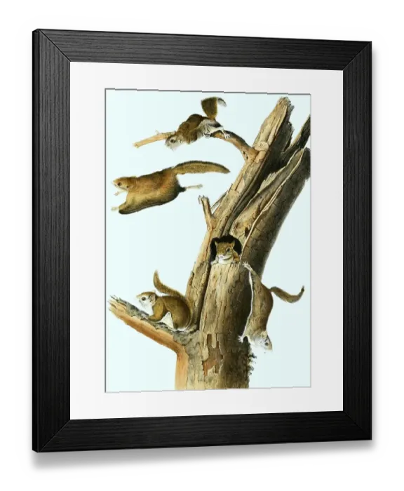 Framed Print : Japanese giant flying squirrel (Petaurista leucogenys)