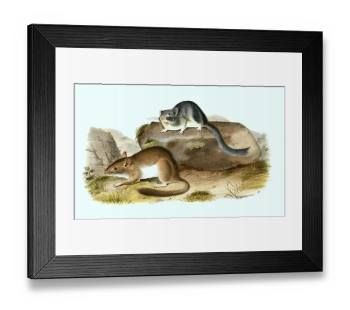 Framed Print : Bushy-tailed woodrat (Neotoma cinerea) Framed Print : Bushy-tailed woodrat (Neotoma cinerea)