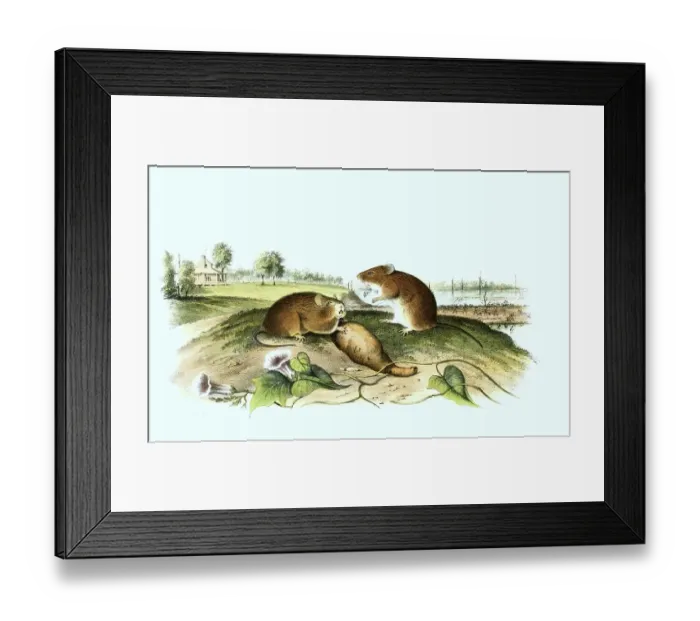 Framed Print : Spiny hispid cotton rat (Sigmodon hispidus)