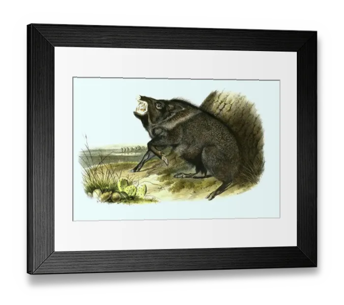 Framed Print : Collared peccary (Pecari tajacu)