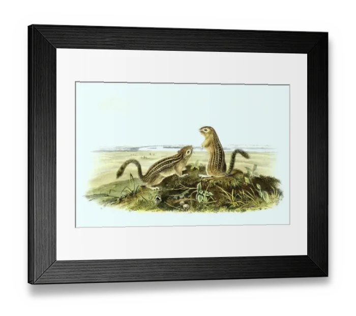 Framed Print : Thirteen-striped squirrel, syn