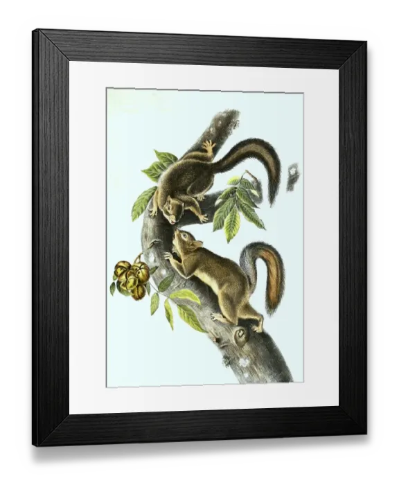 Framed Print : Hare squirrel, Histoic, digitally restored reproduction of a 19th century original