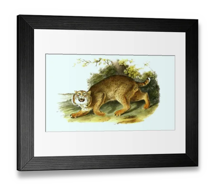 Framed Print : American wildcat, male, Histoic Framed Print : American wildcat, male, Histoic