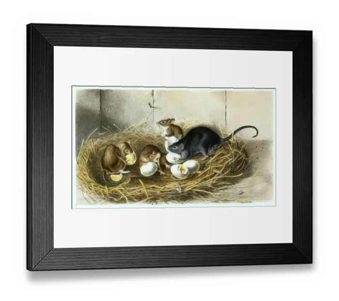Framed Print : Domestic rat (Rattus) rattus, also roof rat or ship rat