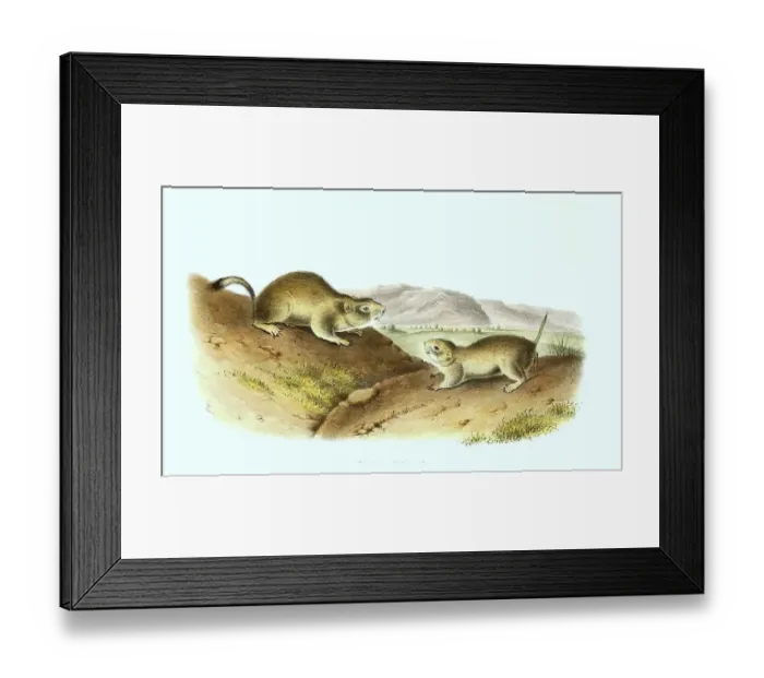 Framed Print : European ground squirrels (Spermophilus citellus)