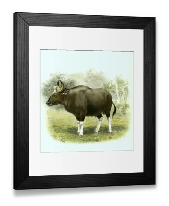 Framed Print : Gaur (Bos gaurus), the largest living representative of cattle