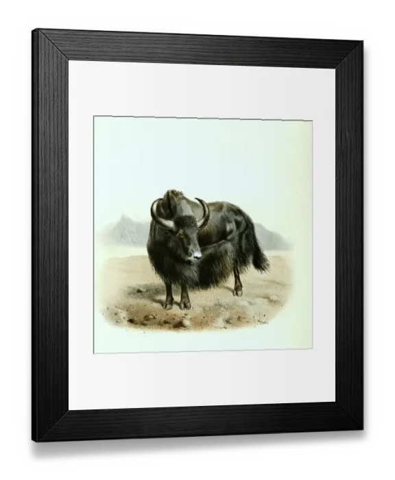 Framed Print : Yak (Bos mutus), also Jak, is a species of cattle common in High Asia