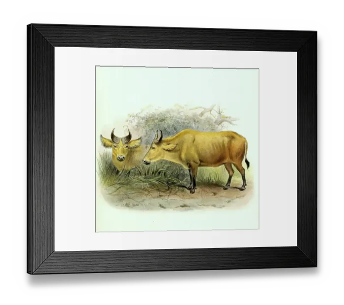 Framed Print : African african buffalo (Syncerus caffer) nanus