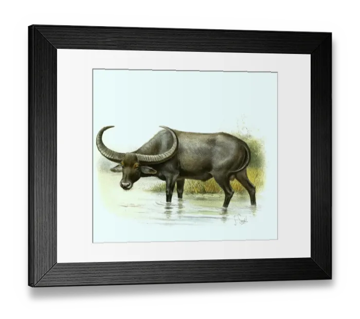 Framed Print : Water buffalo (Bubalus bubalis) Historic