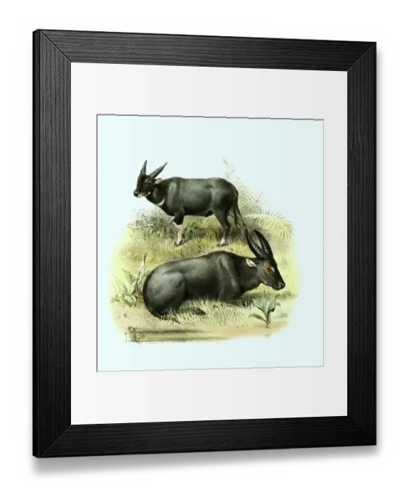 Framed Print : Tamaraw (Bubalus mindorensis), also Tamaraw or Tamarao