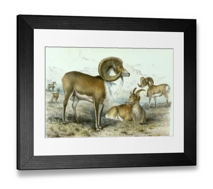 Framed Print : Tibetan Argali (Ovis ammon) ammon Framed Print : Tibetan Argali (Ovis ammon) ammon
