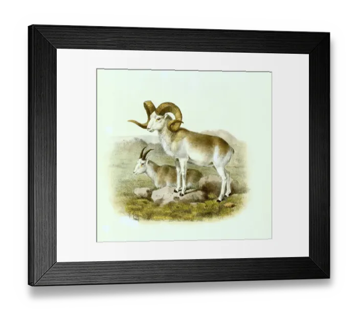 Framed Print : Pamirian breed of Marco Polo sheep (Ovis ammon polii) Framed Print : Pamirian breed of Marco Polo sheep (Ovis ammon polii)