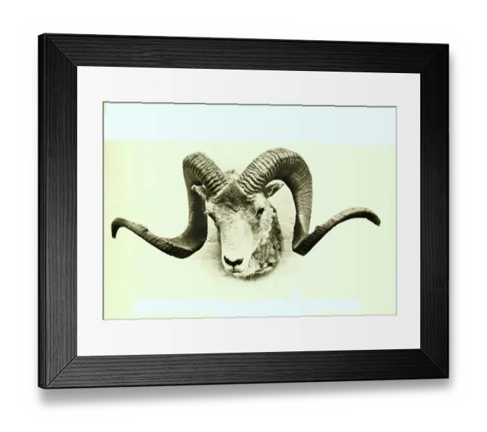 Framed Print : Pamirian breed of Marco Polo sheep (Ovis ammon polii) Framed Print : Pamirian breed of Marco Polo sheep (Ovis ammon polii)
