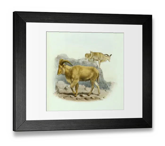 Framed Print : Barbary sheep (Ammotragus lervia)