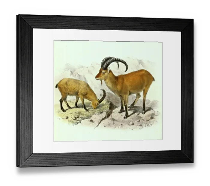 Framed Print : West caucasian tur (Capra caucasica) or Kuban-Tur