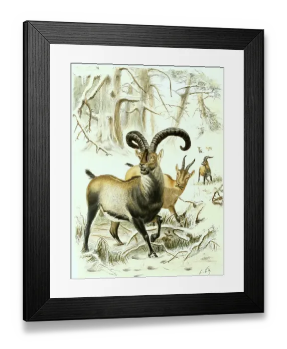Framed Print : Spanish Ibex, Goat (Capra) species from Spain