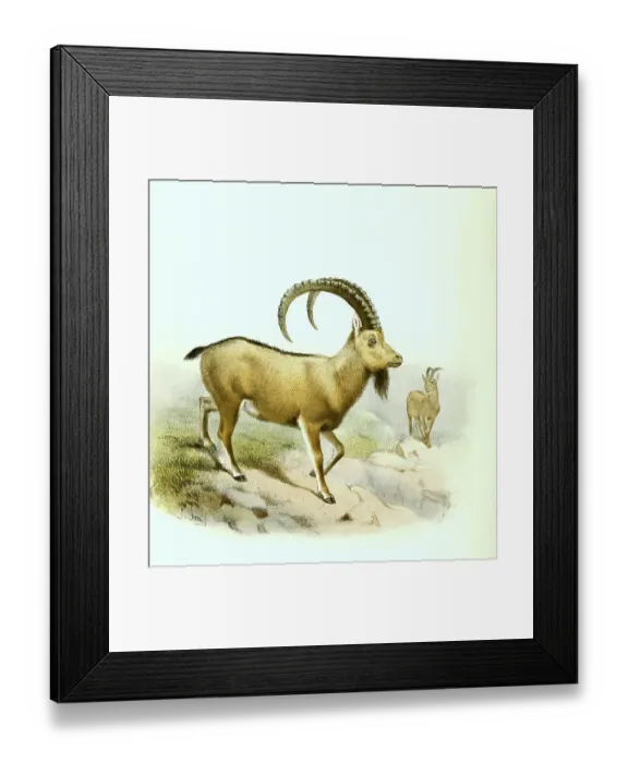 Framed Print : Siberian ibex (Capra sibirica) or Asiatic ibex