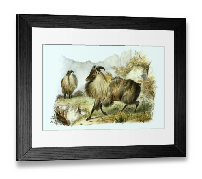 Framed Print : Himalayan tahr (Hemitragus jemlahicus)