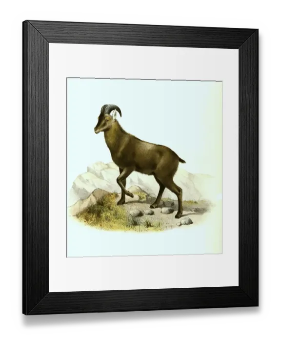 Framed Print : Nilgiri tahr (Nilgiritragus hylocrius) (Hemitragus) Framed Print : Nilgiri tahr (Nilgiritragus hylocrius) (Hemitragus)