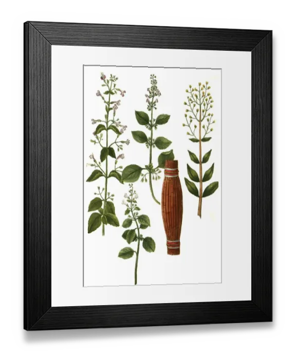 Framed Print : Clinopodium (Calamintha) montana and common white calamus