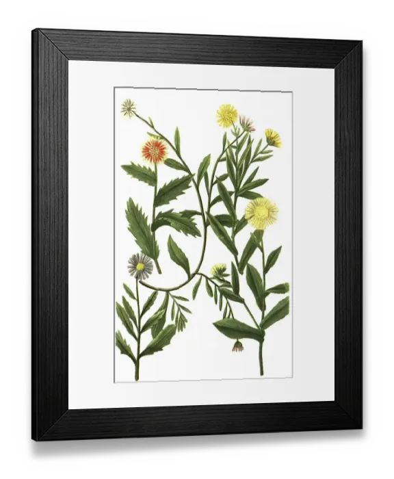 Framed Print : Various species of the plant genus Marigolds