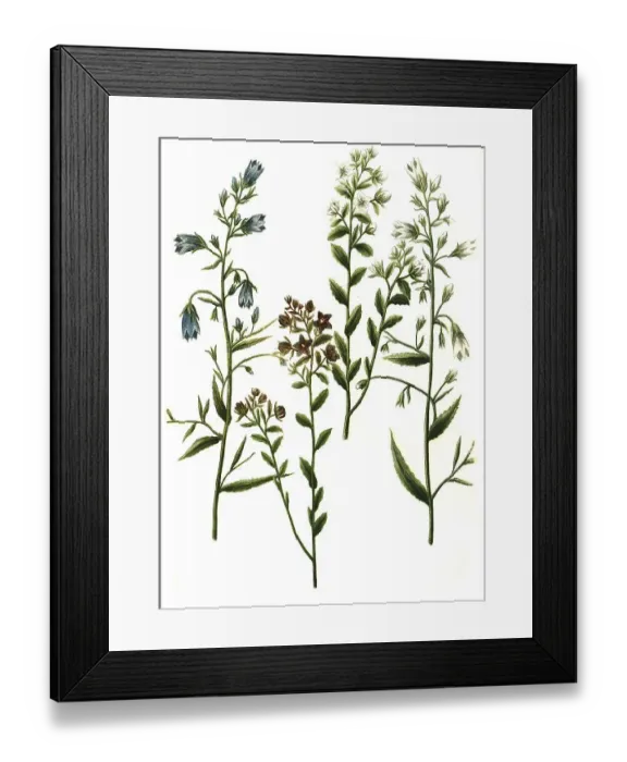 Framed Print : Bellflowers (Campanula) arvensis and Campanula angustifolia Framed Print : Bellflowers (Campanula) arvensis and Campanula angustifolia
