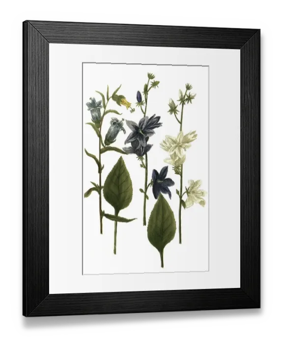 Framed Print : Various bellflowers (Campanula)
